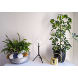 Lampa stołowa szklana kula Andrew | Markslojd - Oświetlenie